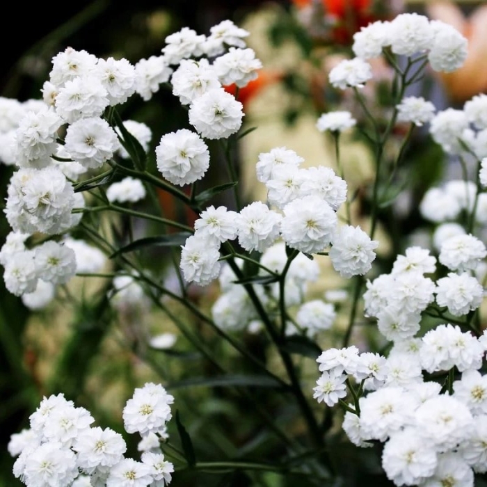 Тысячелистник птармика жемчуг