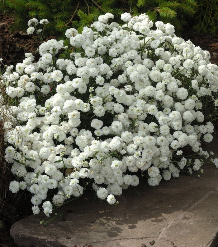 Роза почвопокровная уайт фейри