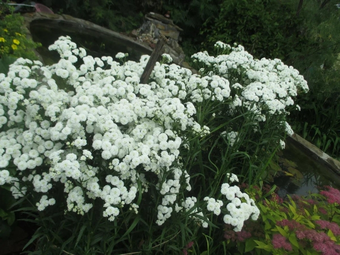 Тысячелистник белый жемчуг