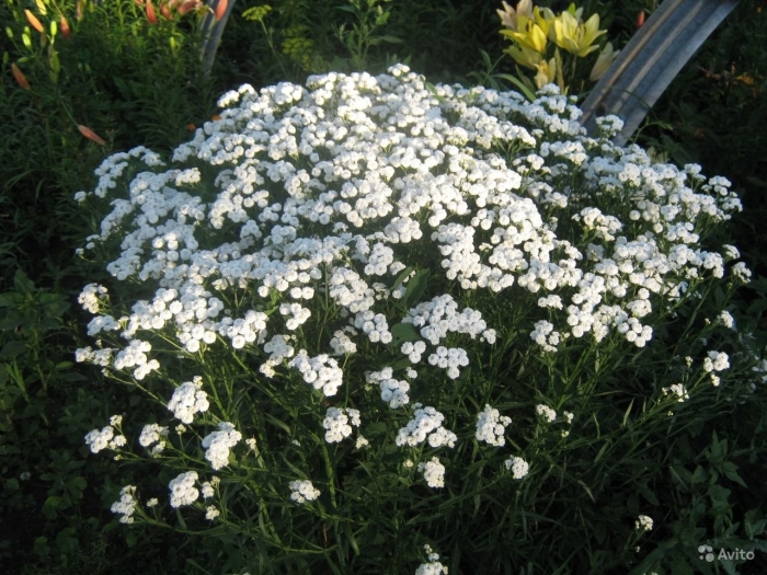 Тысячелистник птармика жемчужина
