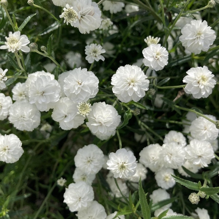 Тысячелистник птармика жемчужница