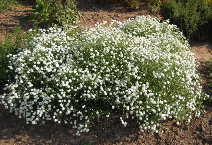 Тысячелистник птармика (achillea ptarmica)