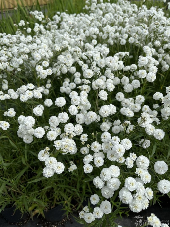 Тысячелистник птармика белый жемчуг