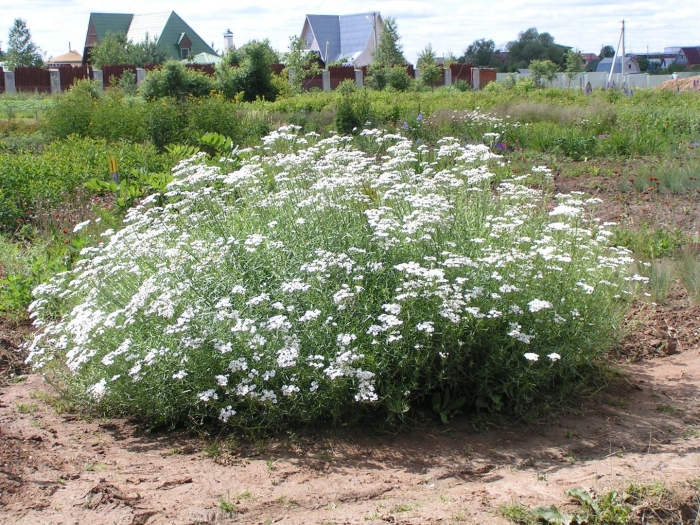 Тысячелистник обыкновенный куст
