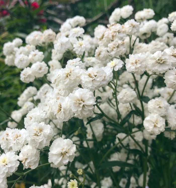 Гипсофила метельчатая махровая белая