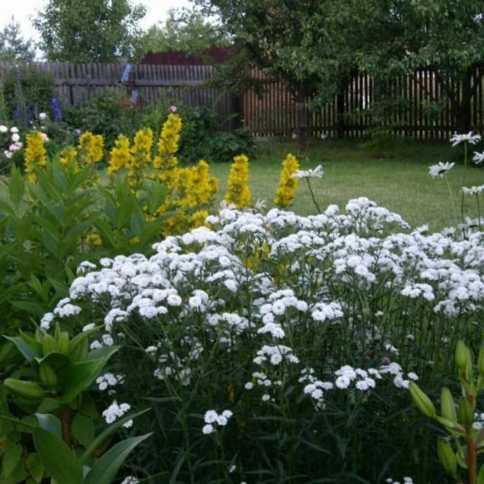 Тысячелистник белый