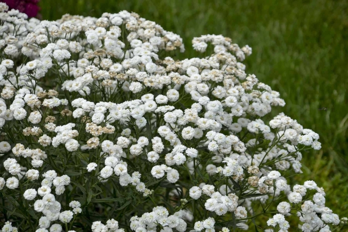Тысячелистник птармика (achillea ptarmica)