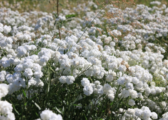 Тысячелистник птармика уайт
