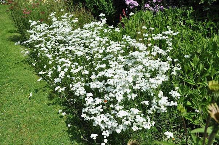 Тысячелистник птармика жемчуг