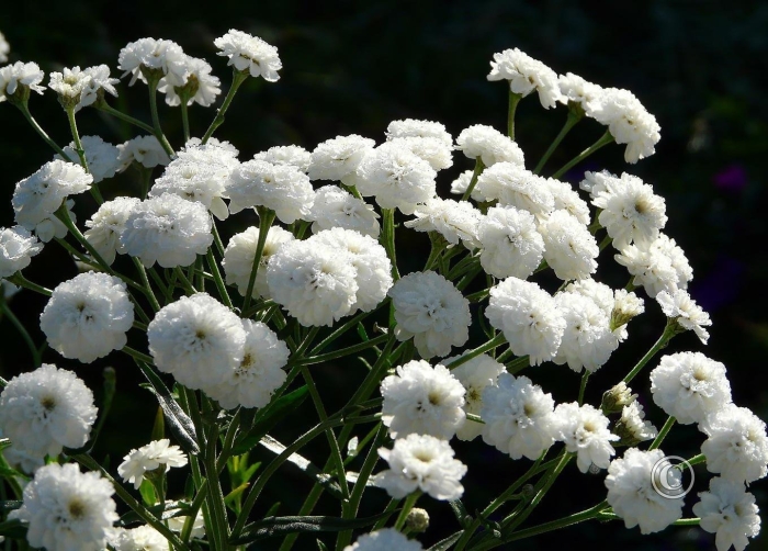 Тысячелистник птармика жемчужница