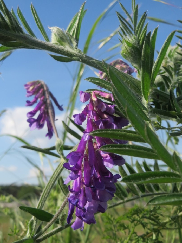 Горошек мышиный (vicia cracca)