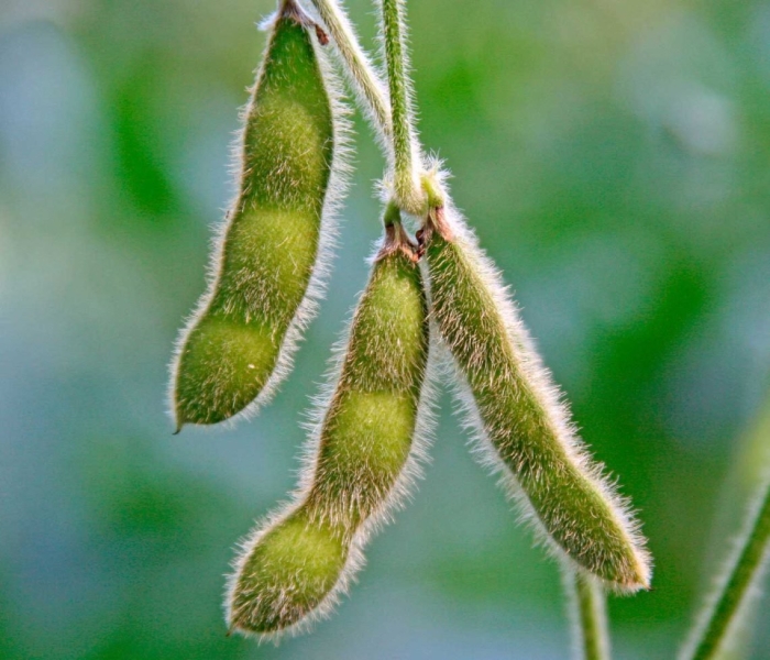 Соя щетинистая