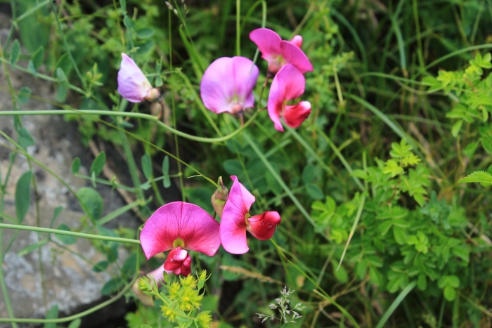 Дикий горошек розовый