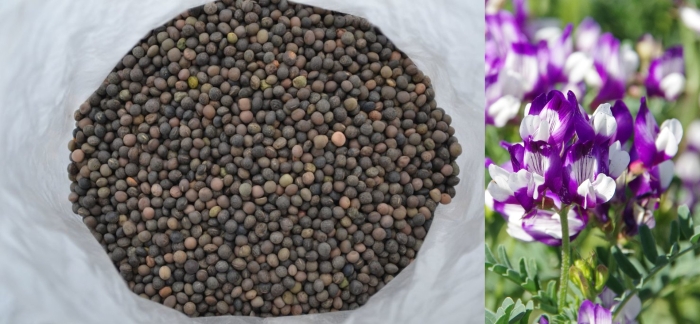 Вика яровая семена