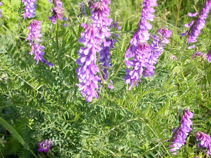 Вика яровая сидерат