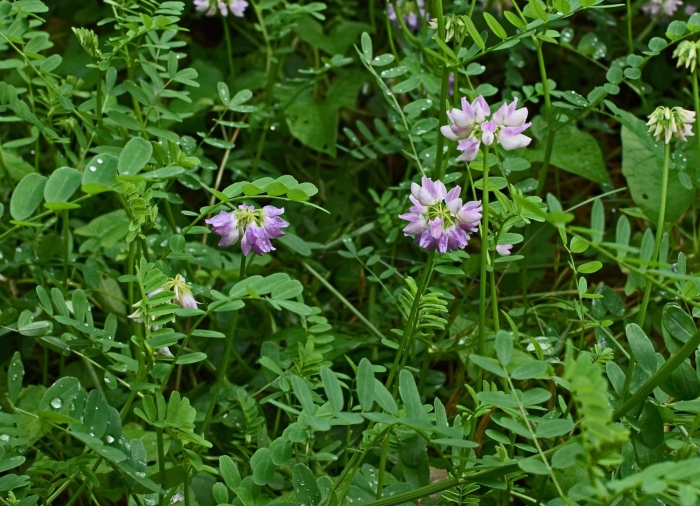 Вязель пестрый