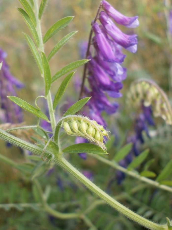 Вязель мышиный горошек