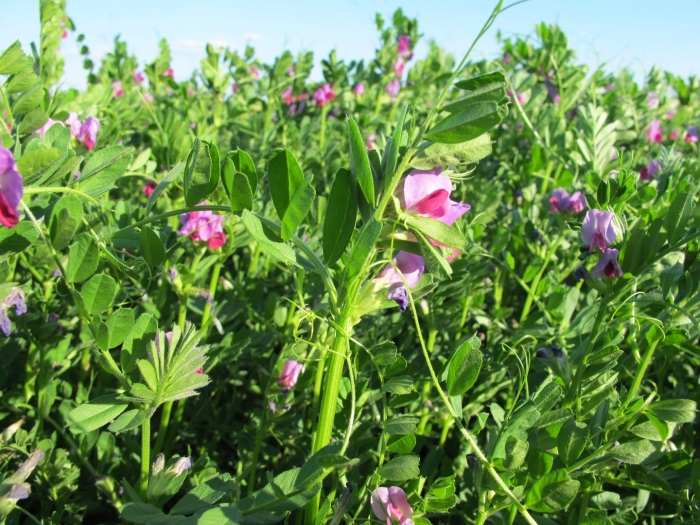 Вика яровая сидерат