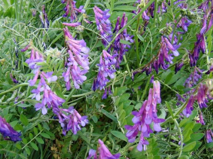 Вика мохнатая озимая