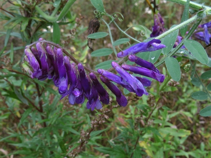 Мышиный горошек