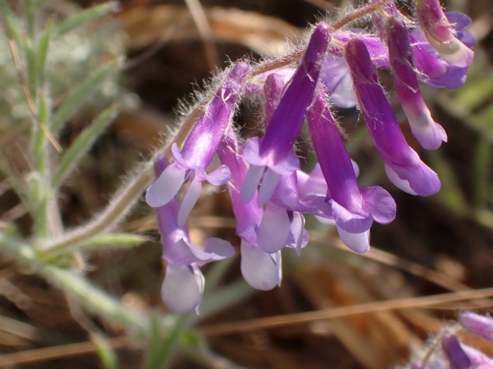 Мышиный горошек дикий