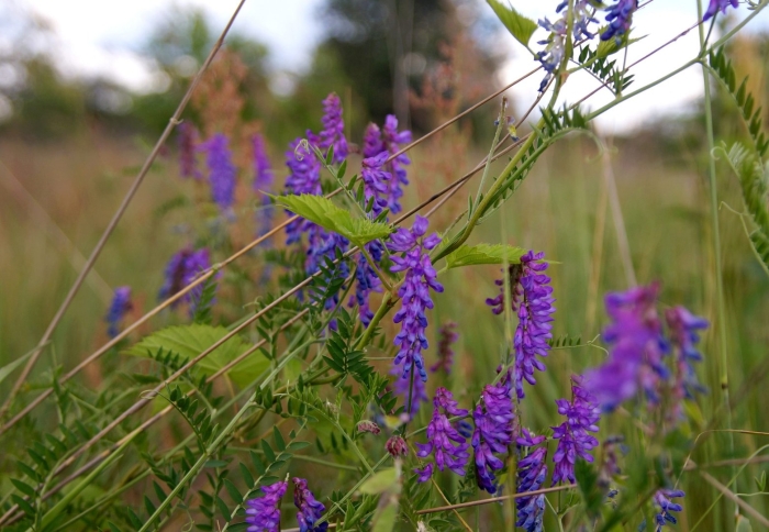 Растение луга мышиный горошек