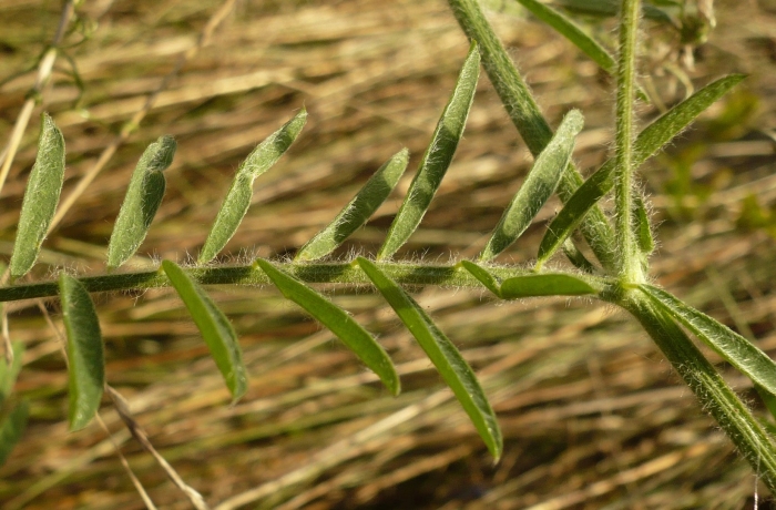 Vicia villosa семена
