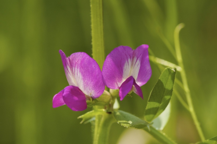 Вика посевная --- vicia sativa