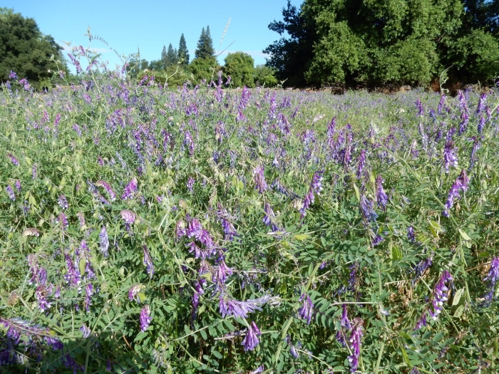 Мышиный горошек луговой