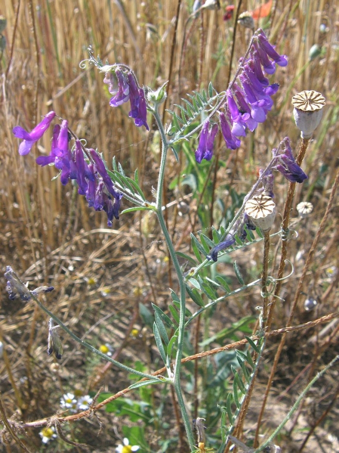 Vicia villosa