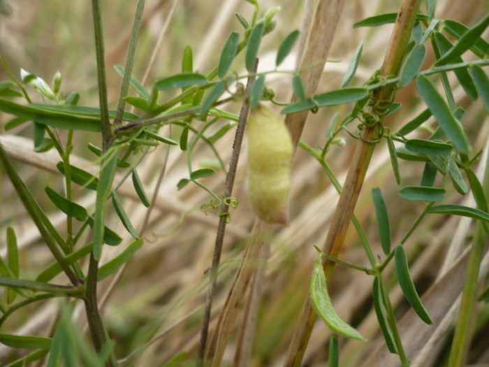 Мышиный горох стручки