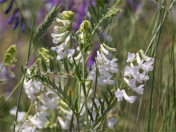 Vicia sylvatica