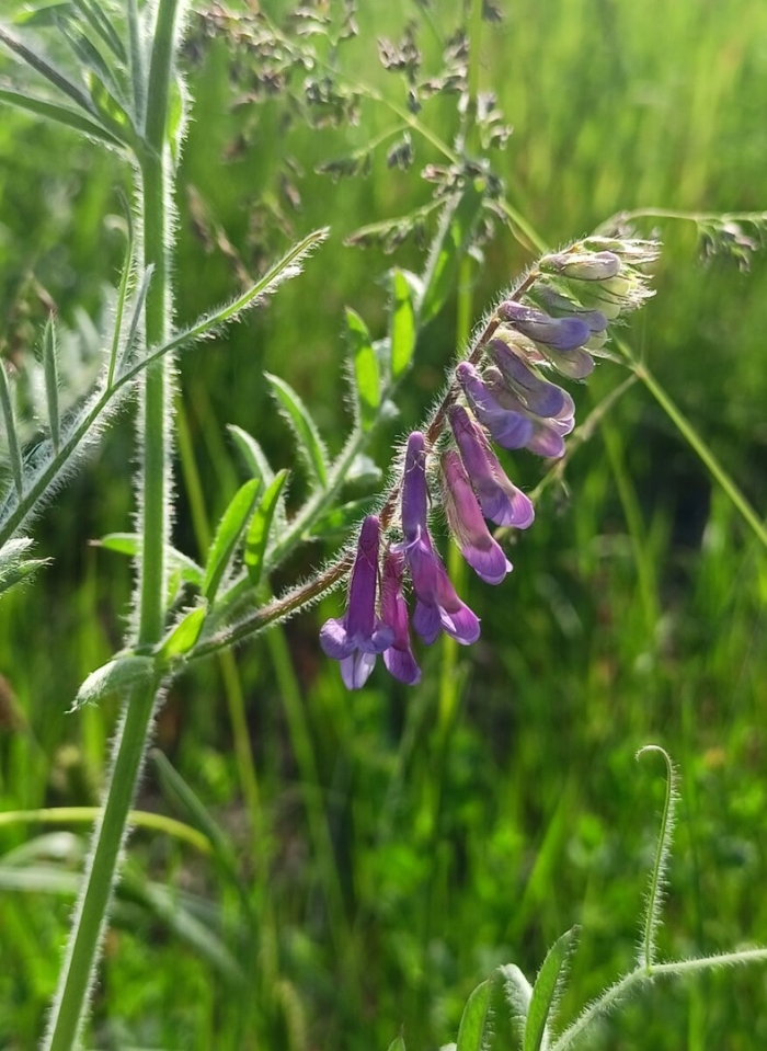Растение мышиный горошек