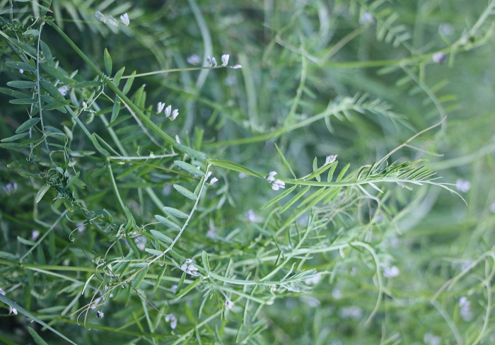 Vicia hirsuta
