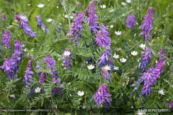 Вика яровая сидерат