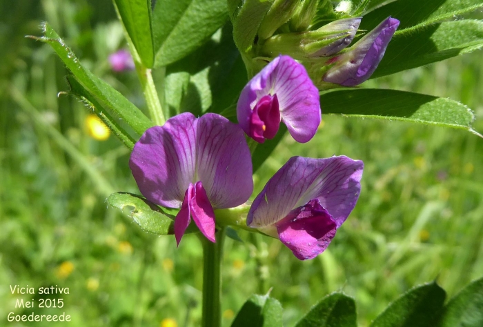 Vicia sativa subsp nigra