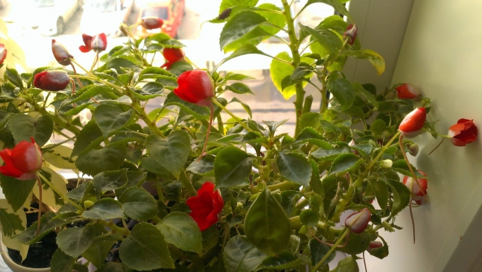 Бальзамин огонек ванька мокрый