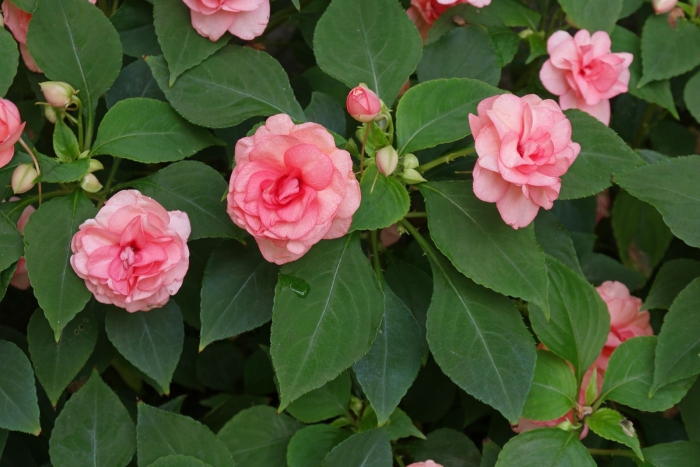 Мокрый ванька цветок