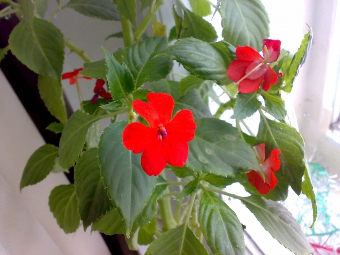 Ванька мокрый цветок