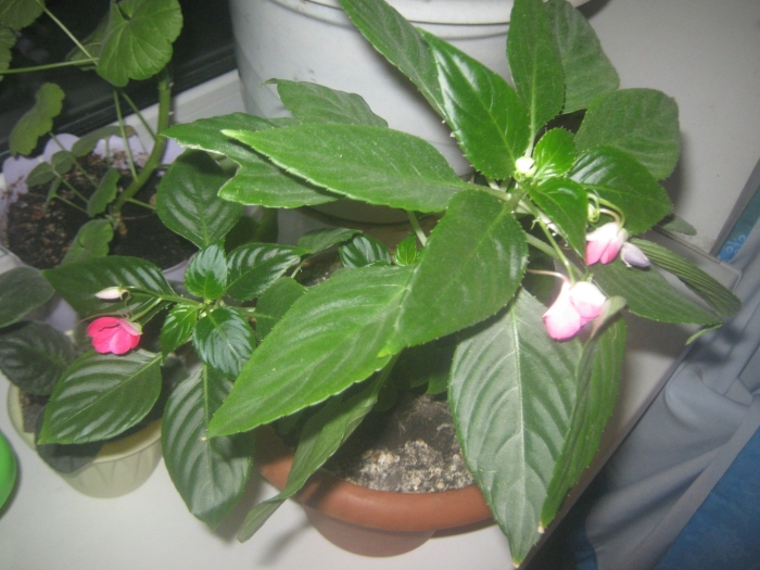 Ванька мокрый