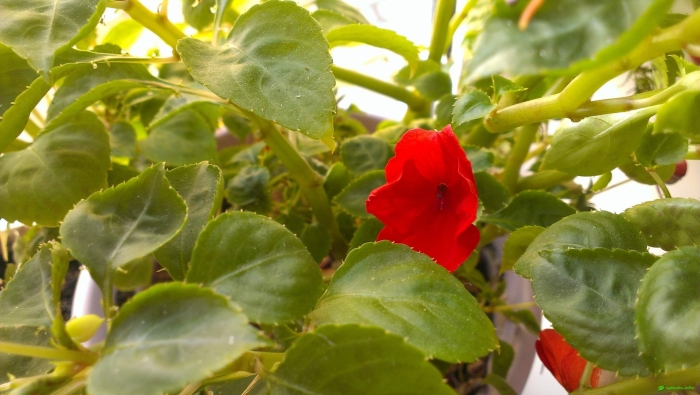 Цветок ванька мокрый