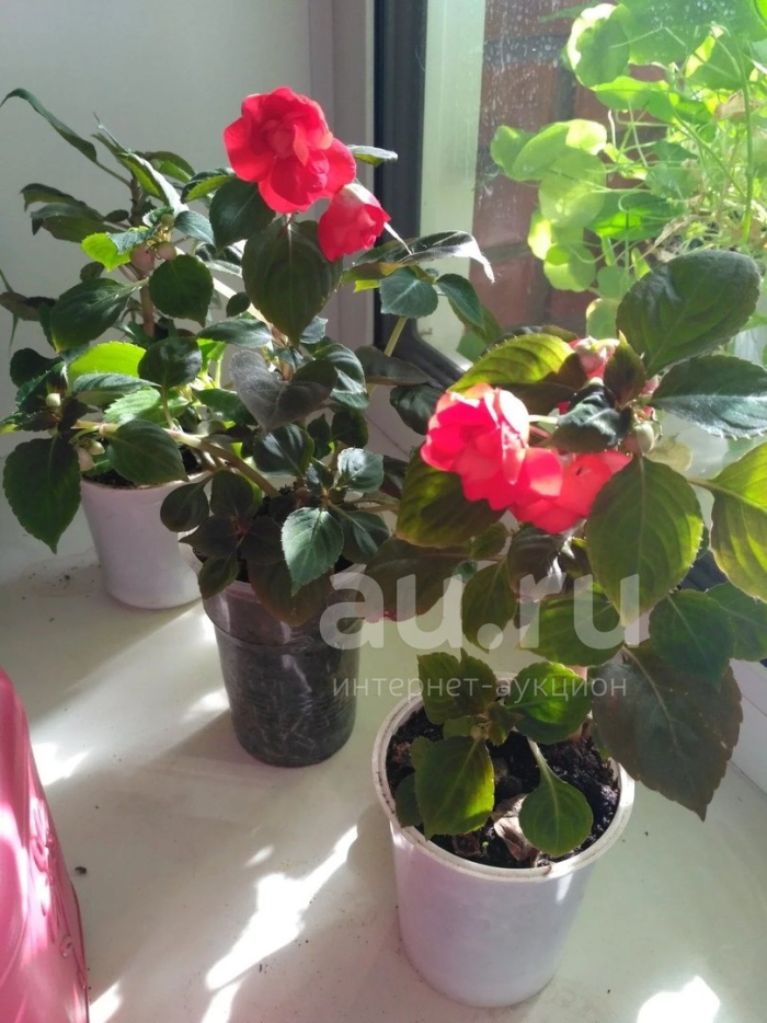 Ванька мокрый цветок