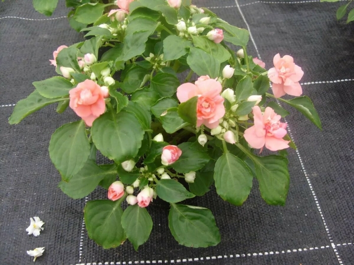 Бальзамин pink ruffles