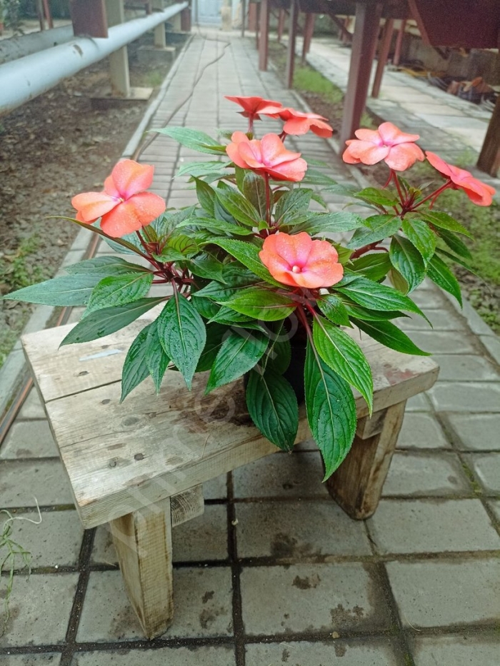 Бальзамин новогвинейский paradise