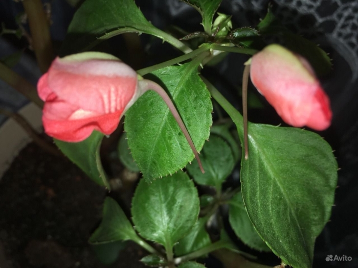 Ванька мокрый бальзамин