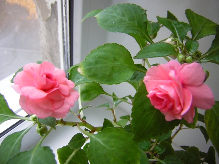 Цветок ванька мокрый