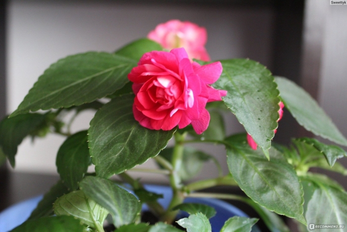 Бальзамин ванька