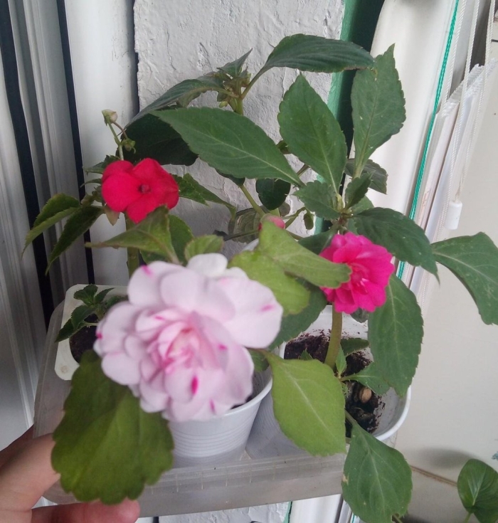 Ванька мокрый