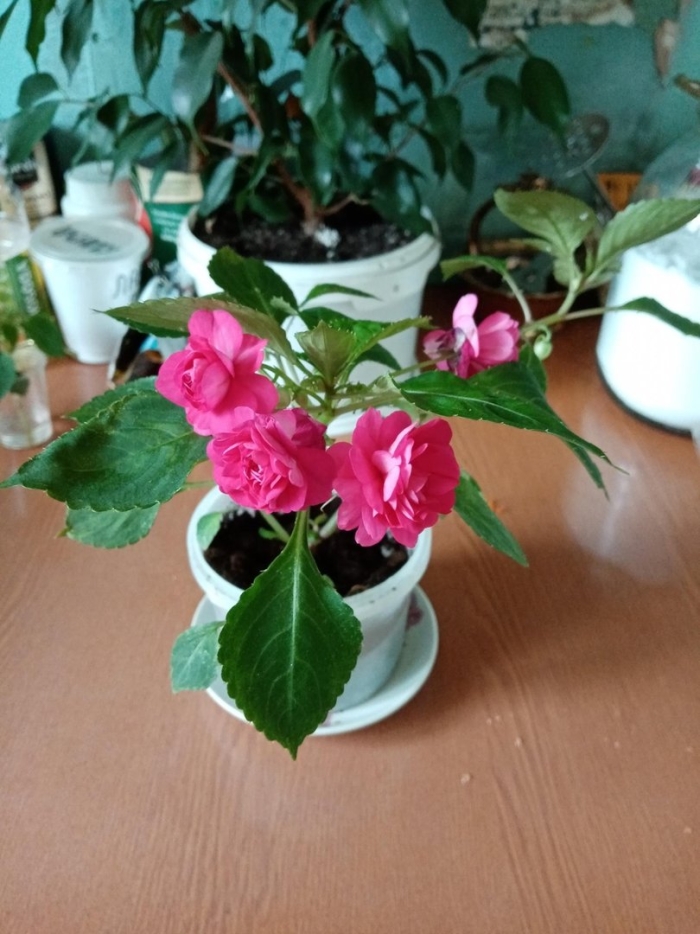 Ванька мокрый розовый махровый