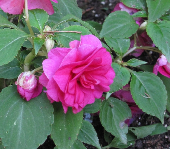 Цветок ванька мокрый